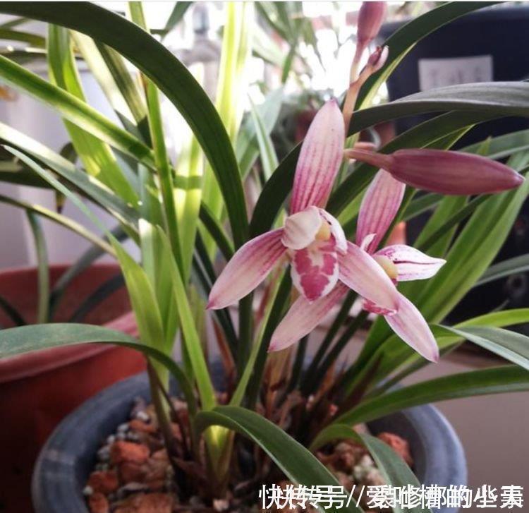 叶片|4种花养家里,福旺运旺财更旺,花开不断,还能旺财!