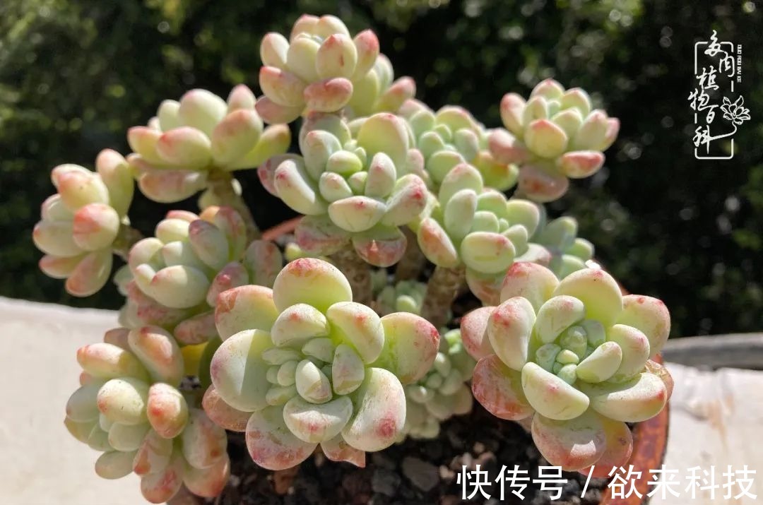 柴米油盐的日子,养几盆多肉吧,为生活添几抹色彩!