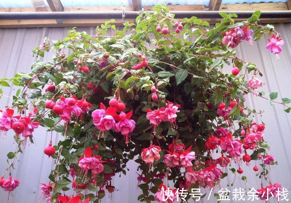 它盛开中的花朵像一个个灯笼,挂满枝头真喜庆,好看又好养