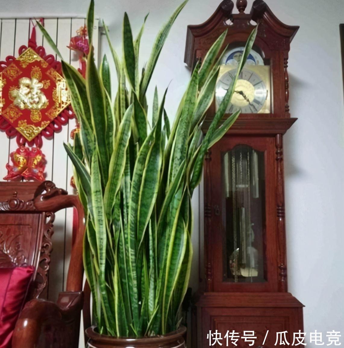 茶叶|大爷把3种垃圾丢盆里,虎皮兰却越窜越高,花友说这真是高手