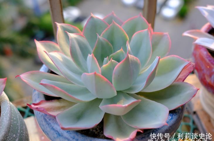 多肉昂斯诺开花基本上是没有花粉的,你知道其中的原因是什么吗?