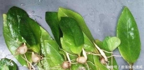这5种花草,别花钱买,掐一片叶子插土里,一个月长满盆,贼省钱