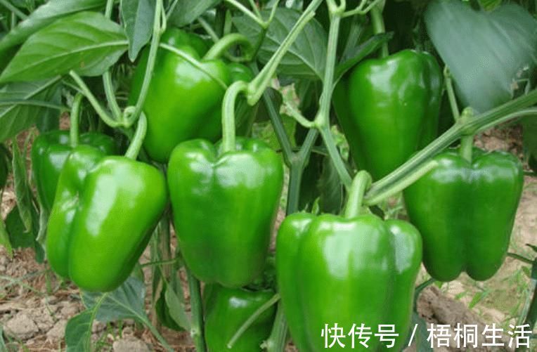 菜农|买青椒，怎么区分辣的和不辣的？菜农教您一招，以后别再乱买了