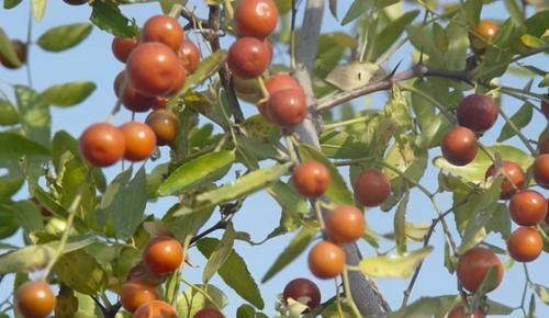  食物|很有营养的食物，每天坚持吃一些，排毒养颜、滋润身体