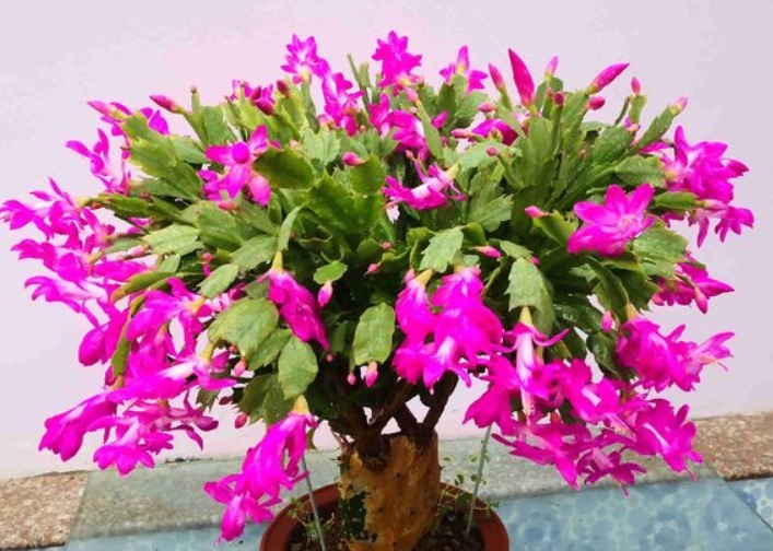 4种花被称为“夏必死”，没有大棚环境，新手春季最好不要买