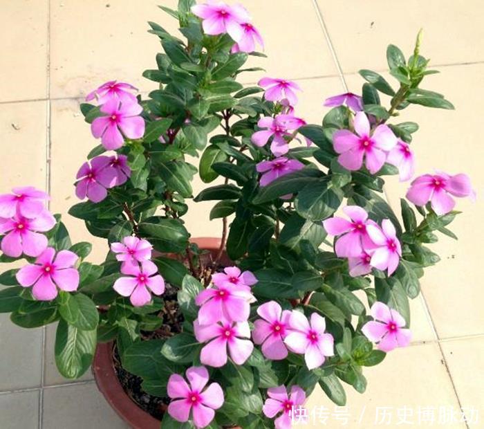 5种适合早春入手养殖的花卉,分享给大家,一起看一看