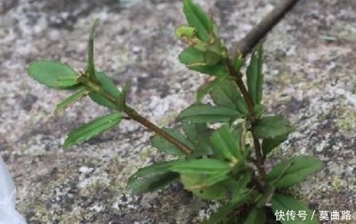 破坏|这种野生物，若它生长在你家周边的石头上，千万别随意破坏！