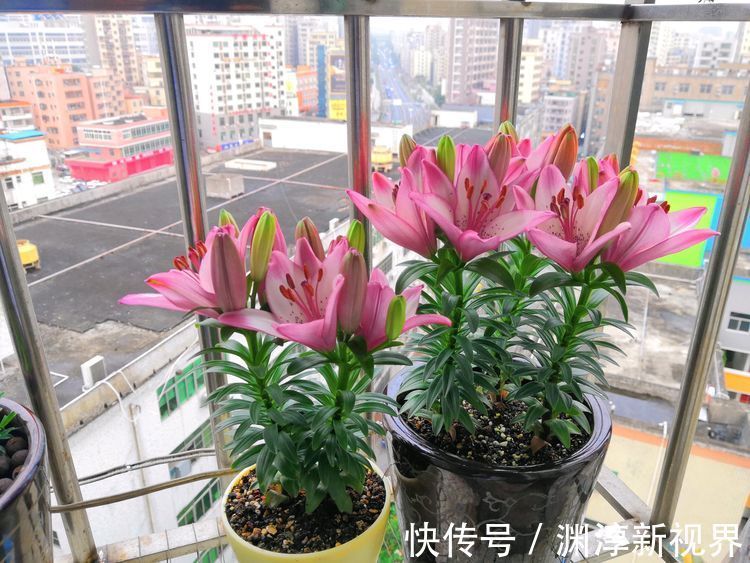 阳台|喜欢牡丹 ，不如养“玫瑰精品”土星王阳台，丰腴婀娜，姿容高雅
