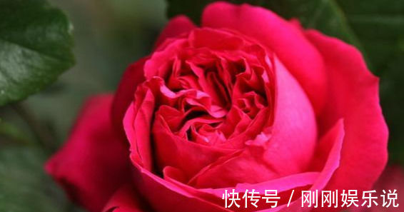四季|此花漂亮，四季开花，花量巨大，好种植，香气四溢，一花香一阳台