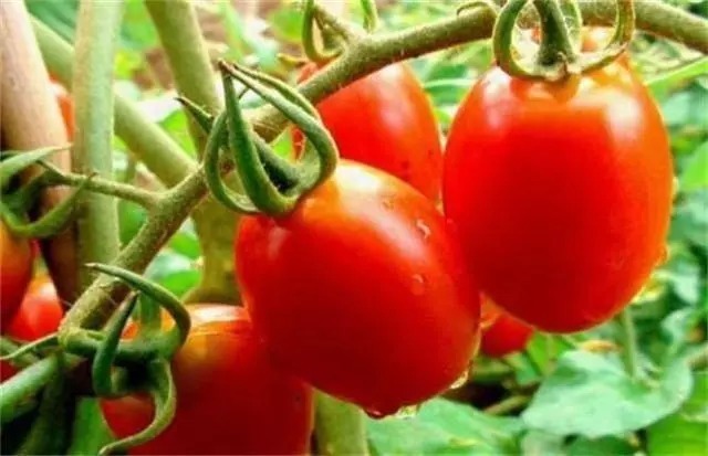 增強(qiáng)體質(zhì)|好食物吃出好身體,常吃3種食物