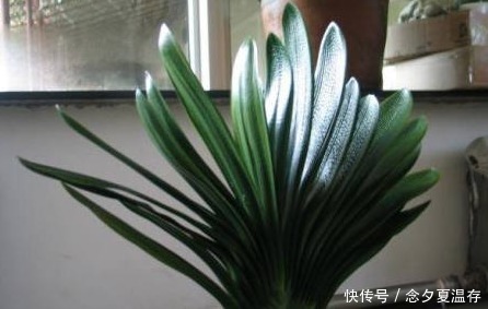老婆不小心将“它”扔进花盆里,干瘪的君子兰,开花爆盆了!