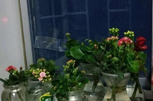 3种花不好养，不如直接丢水里，蹭蹭生根开花，花开轻松爆满盆