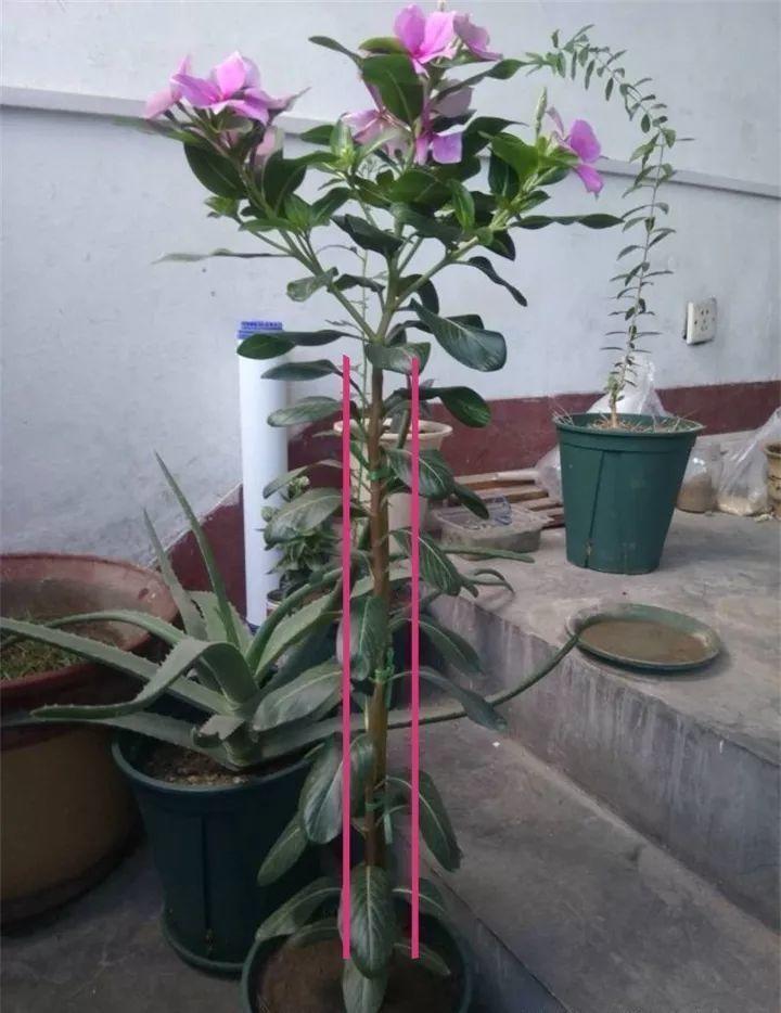 身价|5块钱一盆的花,养1年变老桩,身价翻了上百倍!