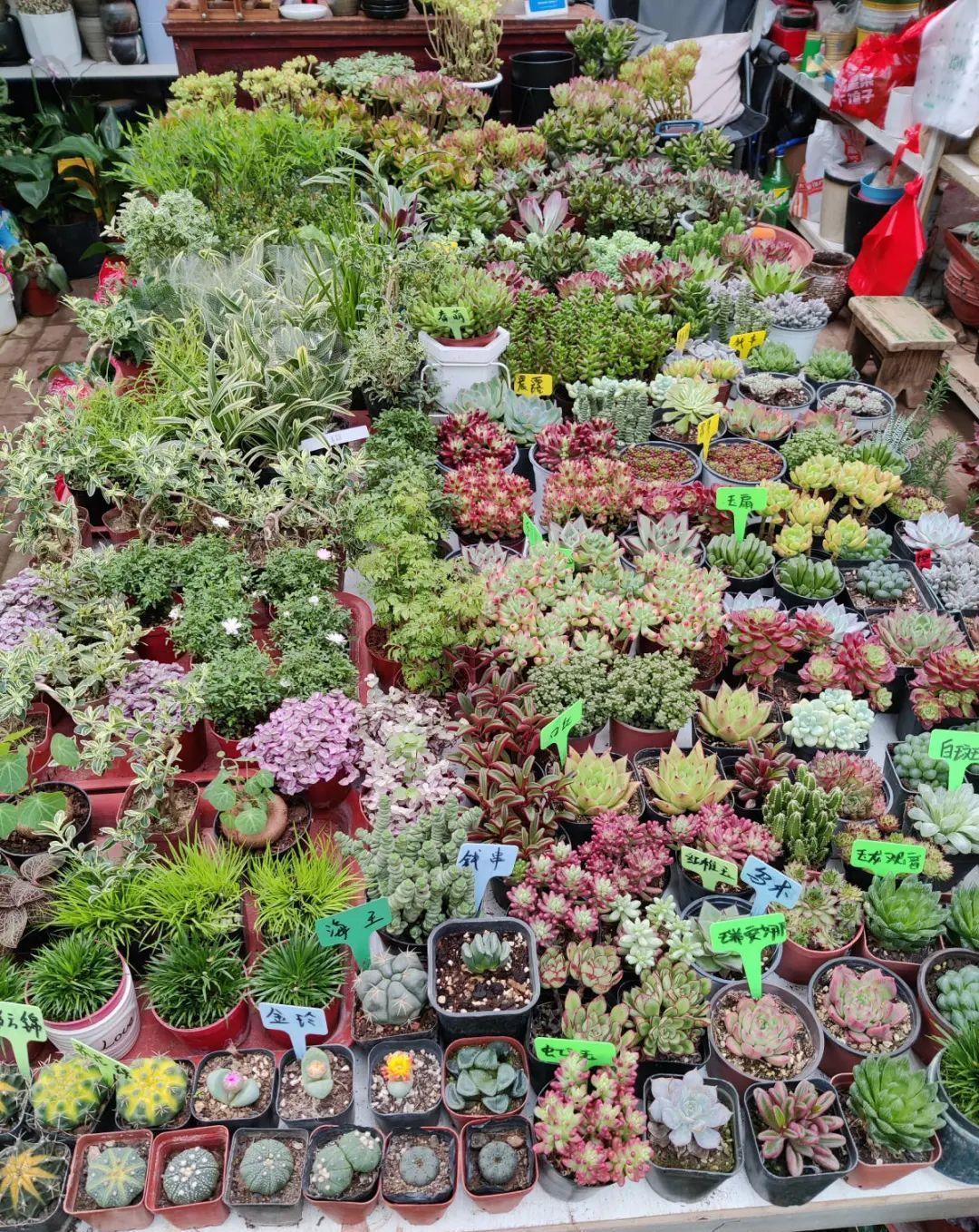 花市买的花,为啥养不活,原因就是这样