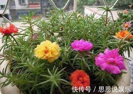 肥料|家居养花养花达人的自制有机肥料的方法，不用买花肥了！