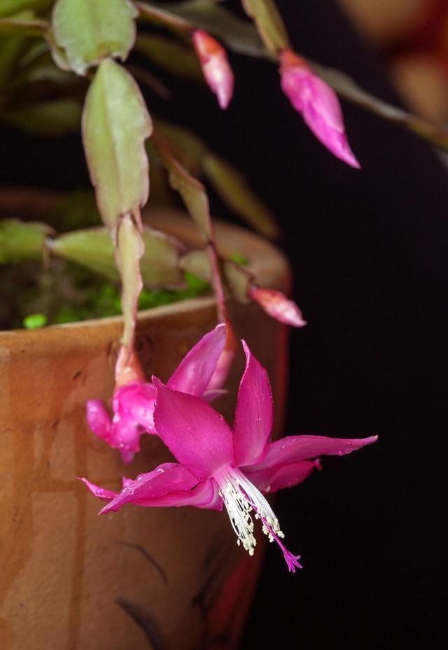 学会|蟹爪兰别放3处养,花量打折扣,学会换位置,收获不一样