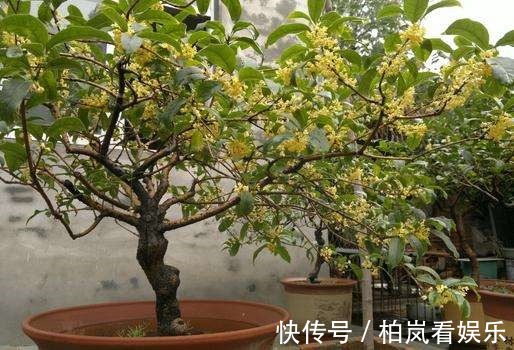 花花|别人家桂花开成大朵香云,你家却开成小米粒原来是这件事没做到