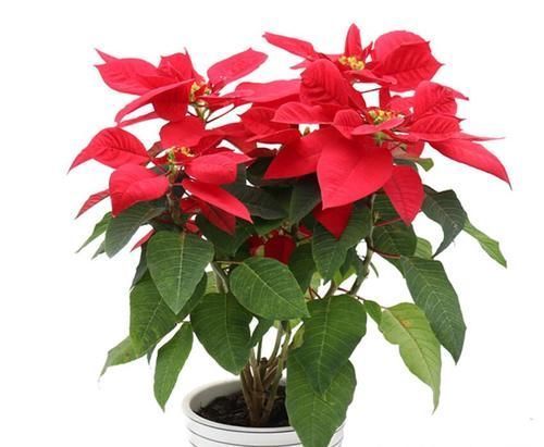 8种花一到过年就开花,现在养正是好时候,花开灿烂、寓意吉祥