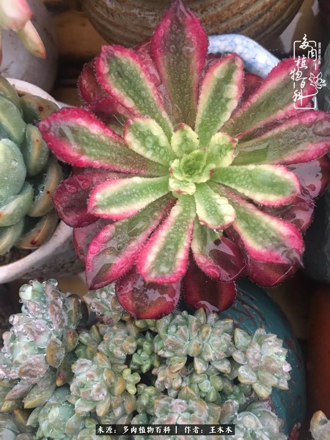 爱上多肉的第三个年头回看励志对比图,感悟岁月静好!