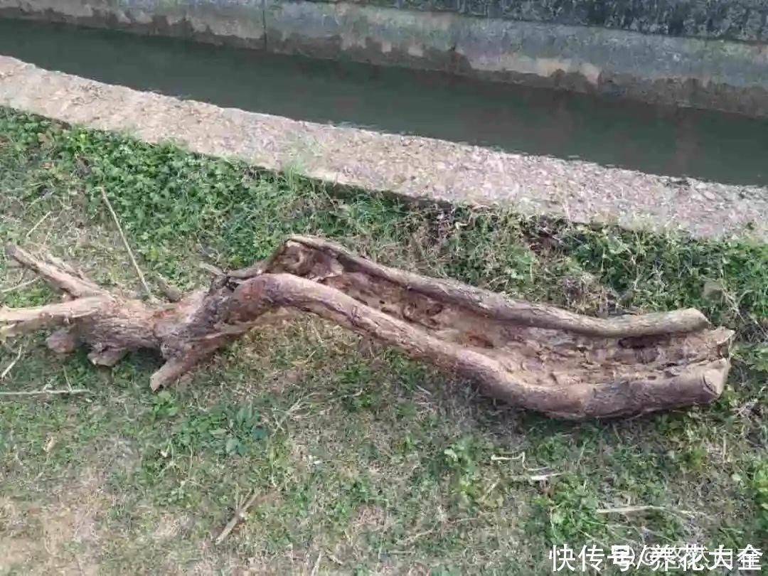 过完年，垃圾桶周围多了不少花，又要开始捡破烂儿了