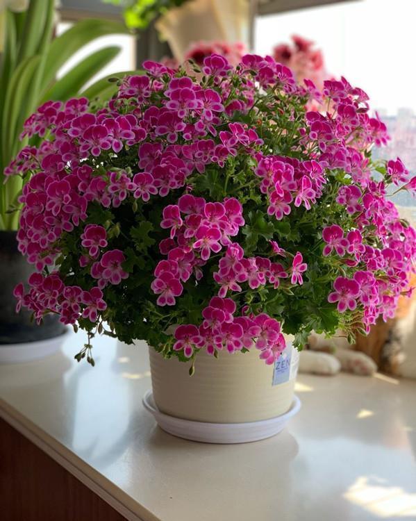 5种花春天养，五彩斑斓花期长，沾土就活，懒人也能养爆盆