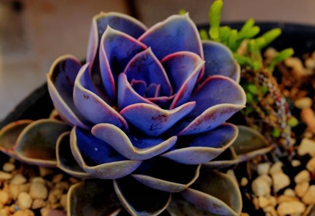 多肉夏天“整了容”,肉嘟嘟的叶片全萎蔫,教你几招,真好用