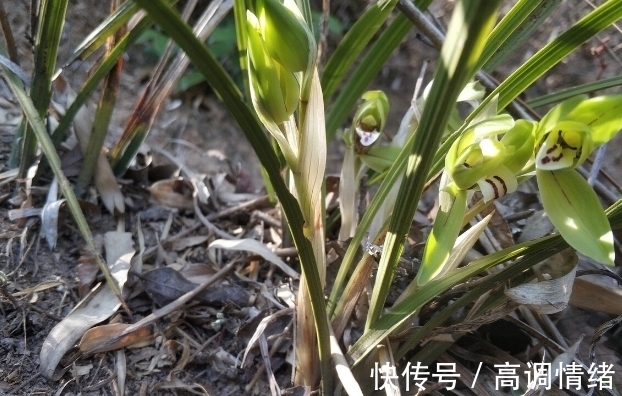 兰花发芽的方法:记住8个基础知识,兰花生长旺盛