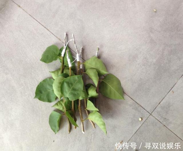 接穗|高手的扦插玩法，把以下三角梅养得这么好，只见开花不见叶