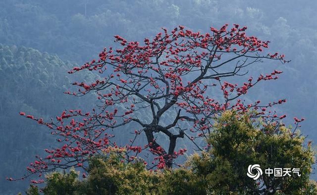 海南昌江：木棉花进入盛开期 花朵绽放红似火