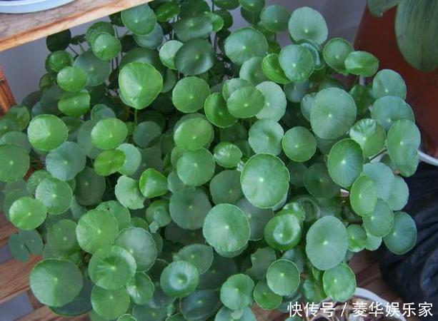 养殖|春天养花添新株,当盆栽4种花卉,寓意好、株型美又好养活