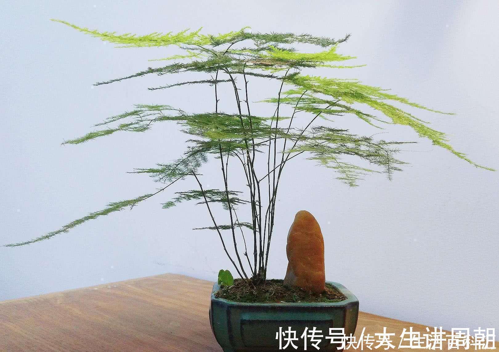 水竹|家里养上5种“竹”,吉祥“好运”,清雅大气,添福又添丁