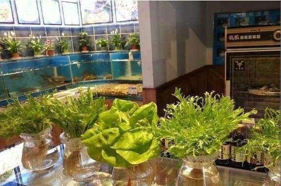 菜叶|5种蔬菜吃完可别扔,菜叶放水里可再生,几乎不用管,还可当盆栽