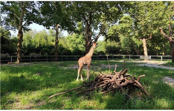 幼仔|上海动物园人工哺育长颈鹿宝宝健康成长