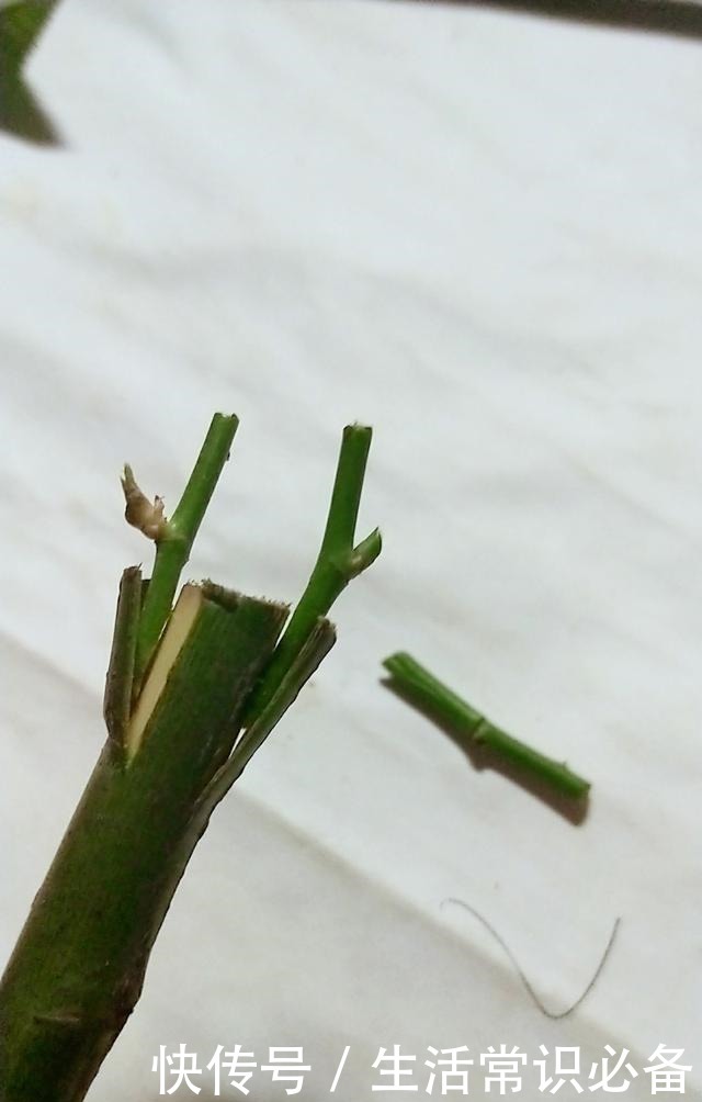 普通的月季苗,他养2年,变成一棵大花树,咋做到的!