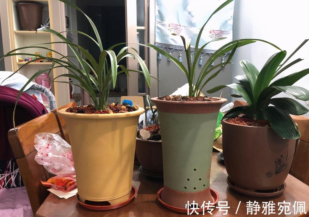 栽种|兰花上盆，5个窍门细节做足，根系深，花箭窜，兰花多又香