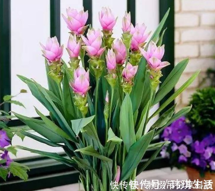 姜荷花|盆土里种块“姜”,7天发芽,30天后长出“大荷花”,太漂亮了