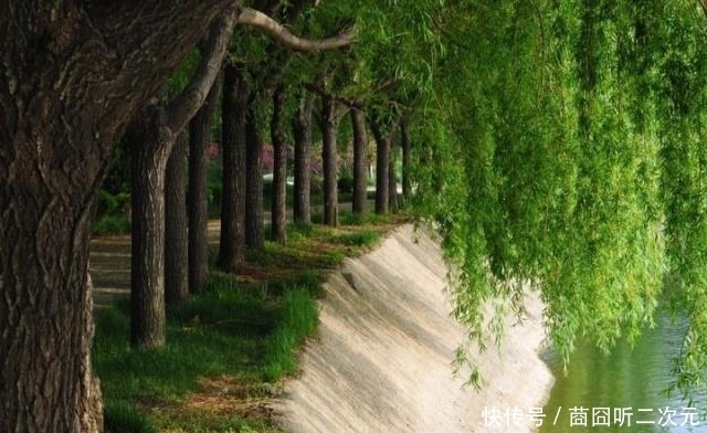 柳树|古代坟前有柳树的墓,为何盗墓贼见到赶快溜走?只因盗墓界有这1规定