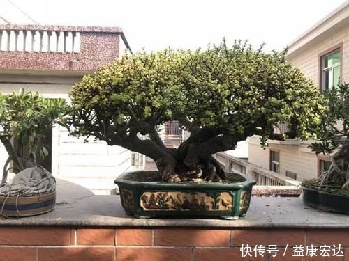 虎尾兰|客厅适合养的5种“耐旱花”,1个月不用浇水,反而爆盆!