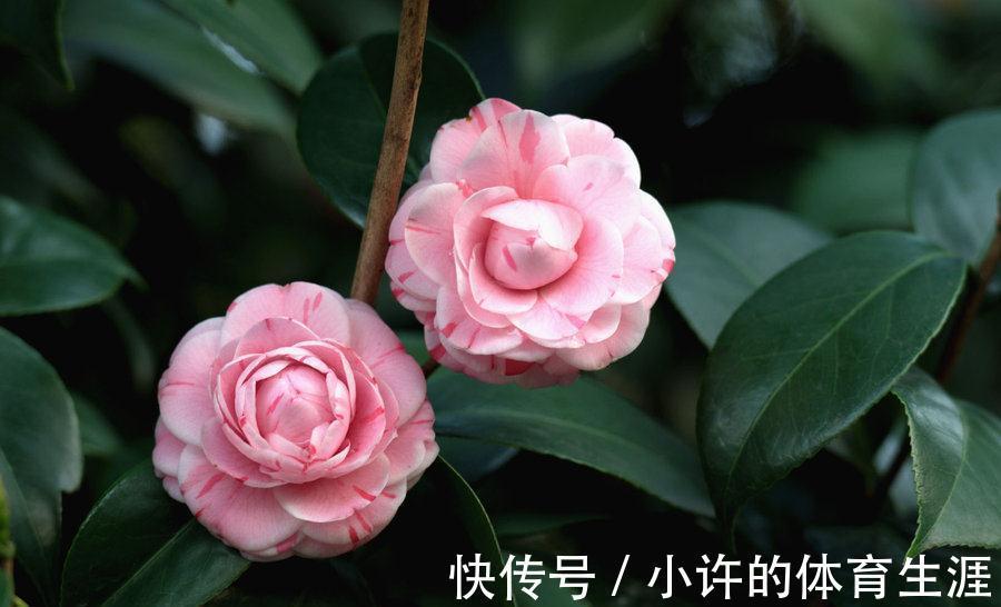 孕蕾期|分享茶花孕蕾期的养护方法,掌握3个重点,避免掉花苞,开花多