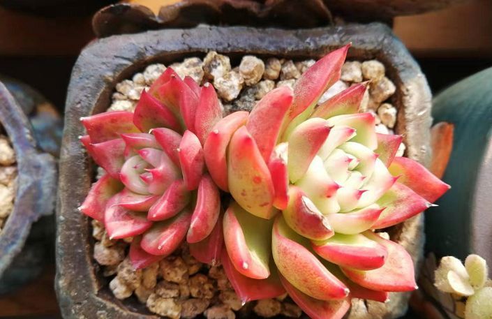 给多肉喷药?请注意7点,要不你可能把多肉喷挂了,自己还出问题