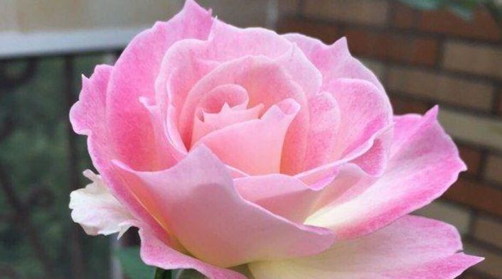 芙蓉葵|世上公认最美的4种花,开起花来“拦”不住,美不胜收,你养了吗