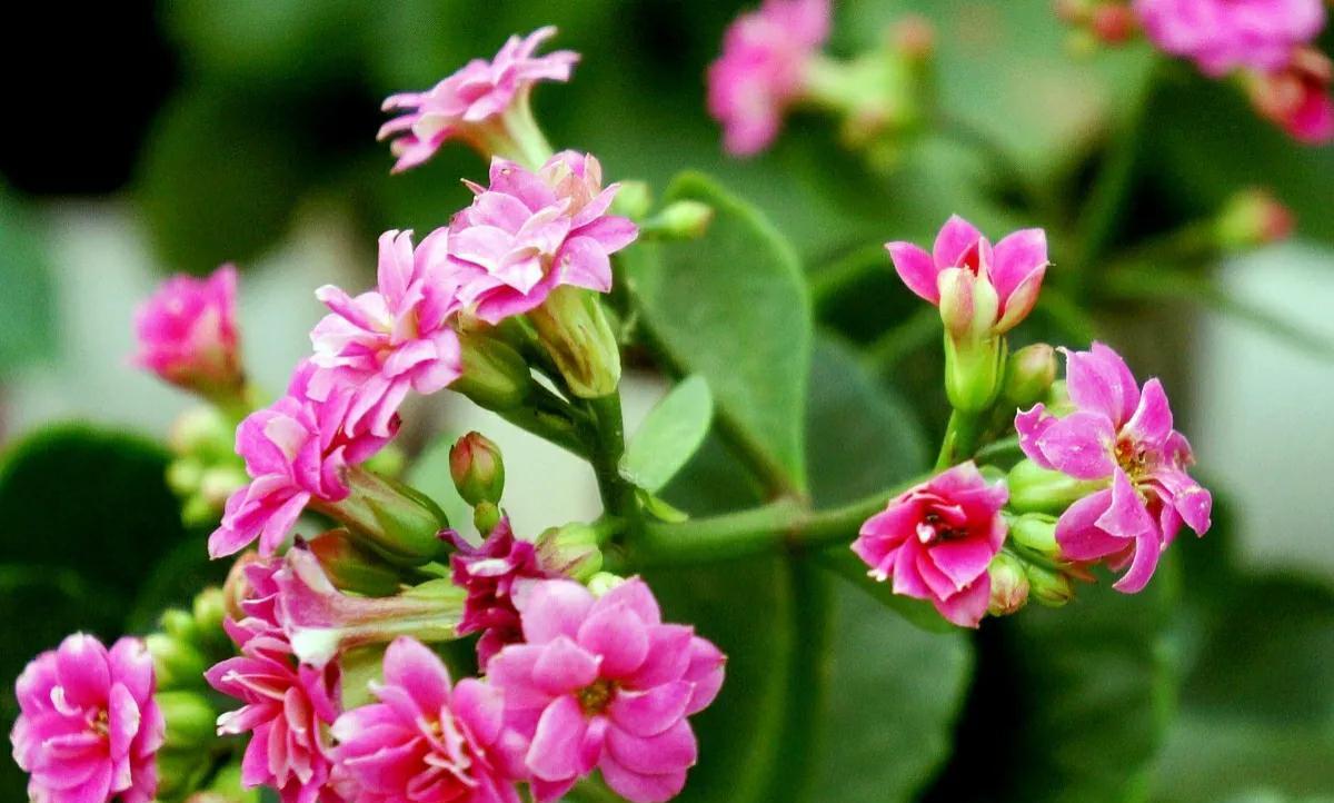 开花|长寿花不开花,“喂1勺”粉末,加3“动作”30天开花满枝头