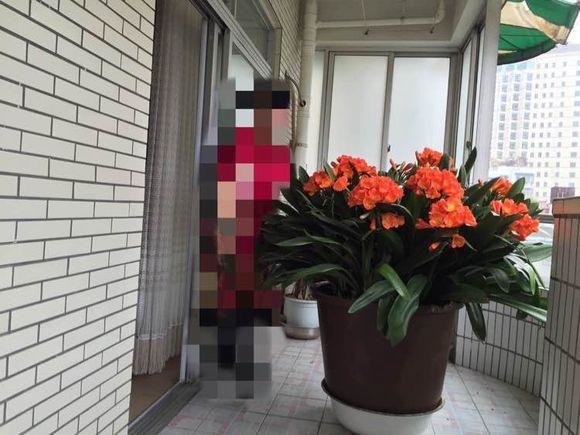 东北大妈养君子兰，半年“1勺油”，全都疯长不停，开花300朵