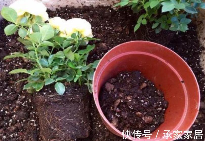 修剪|入秋后，换盆少做1件事，换了也白换，花花一年不长个