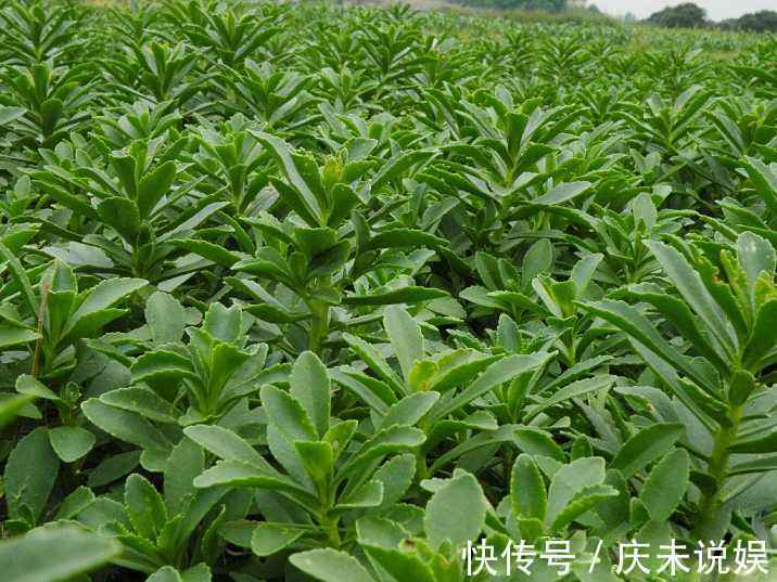 野草|人称“金不换”,曾被当野草,却不知一亩收10000,有人用它致富