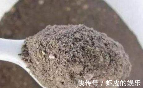 养君子兰,抓住3个细节,用上2勺粉末,花箭抽不停