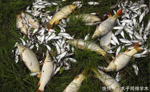 双钩|野钓调漂不用纠结，可以只用这一种方法，适合各种钓场和鱼情