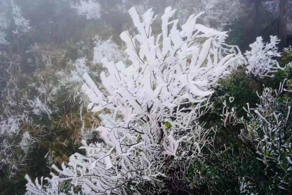 武鸣大明山化身“冰雪世界”， 雾凇云瀑美如仙境！