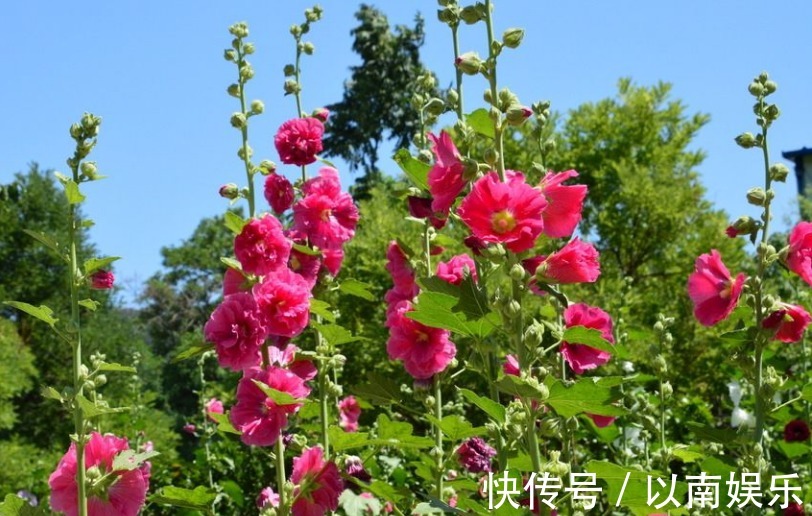 养花就养“它”,“播种”7天就发芽,花开90天,比菊花更灵气