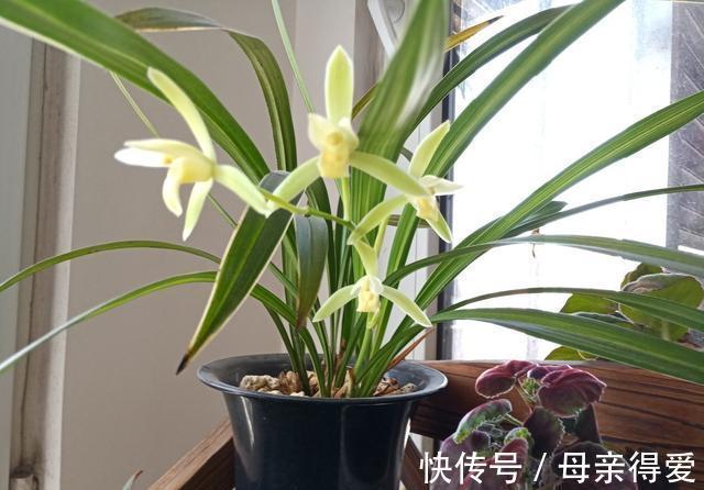 深秋之后，家中养上这几种“吉利花”，寓意好又大气，越养越富贵